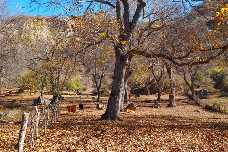 Arslanbob Walnut Forest